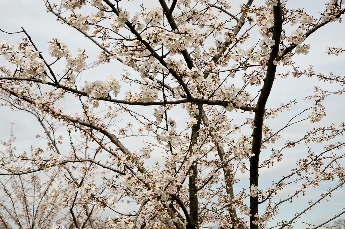Washington, D.C., National Mall, Cherry Blossom Festival, Sakura