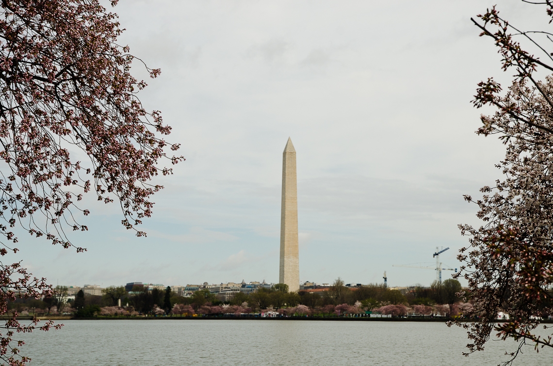 Washington, D.C., National Mall, Washington Monument, Cherry Blossom Festival, Sakura