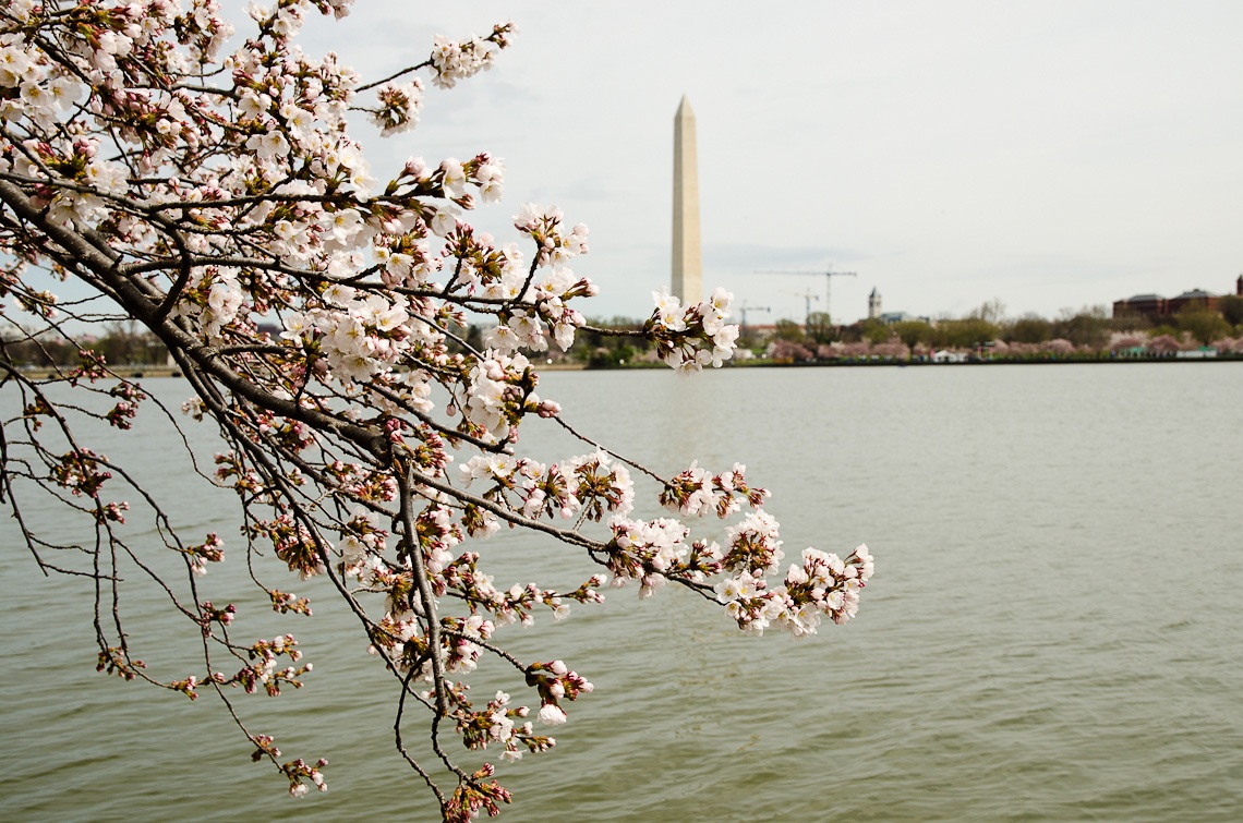 Washington, D.C., National Mall, Washington Monument, Cherry Blossom Festival, Sakura