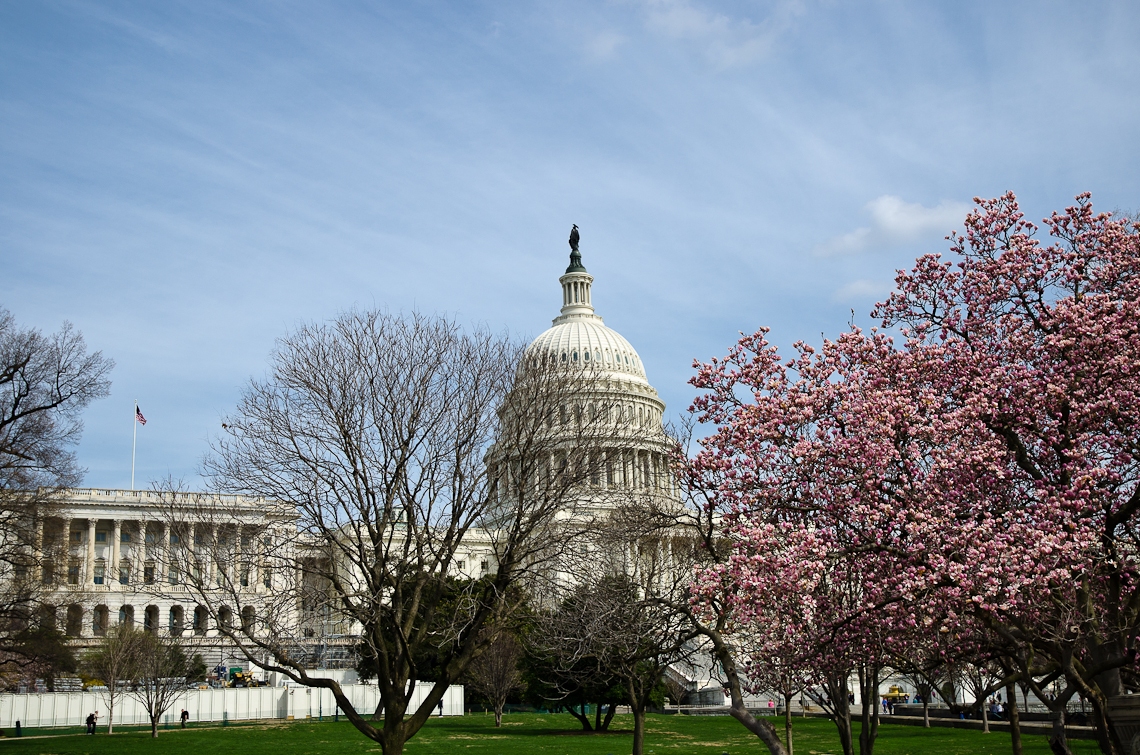 Washington, D.C., US Capitol, Sakura