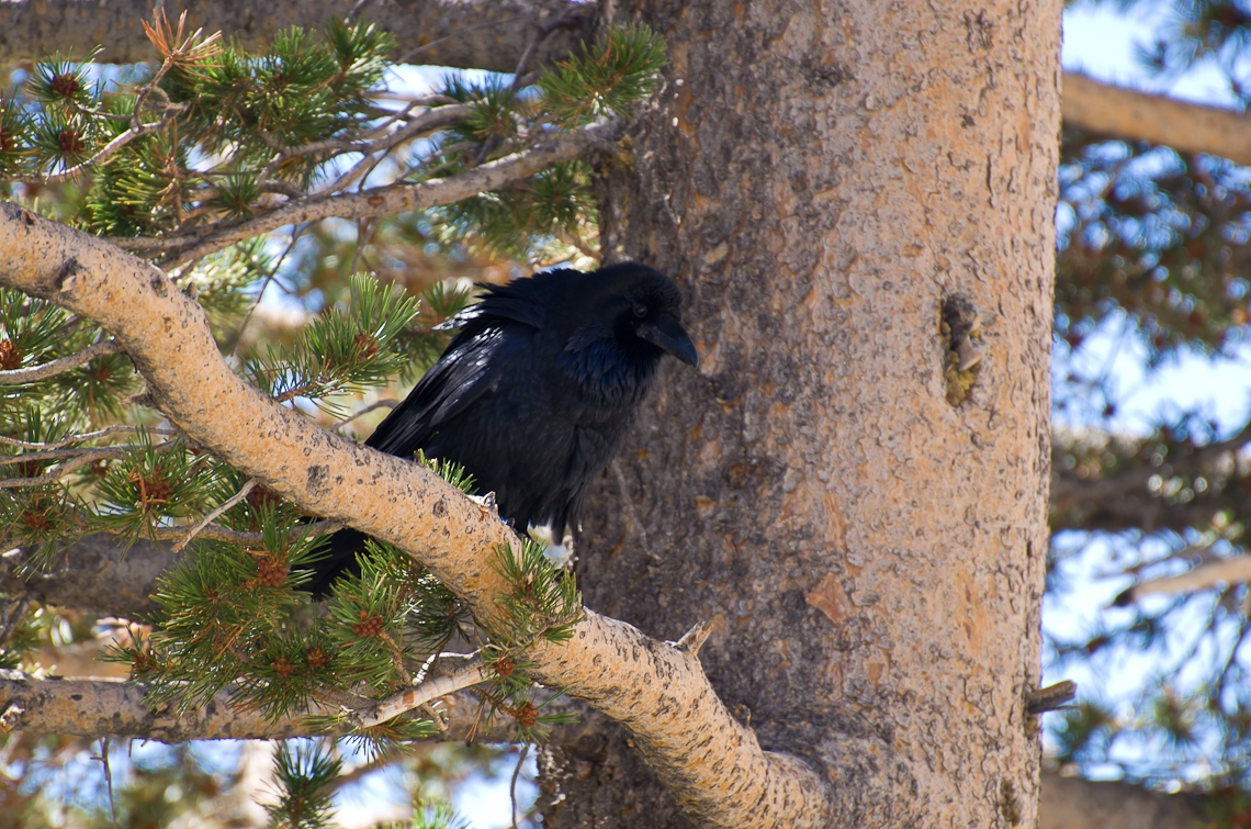 Йосемите, Ворон / Yosemite, Raven