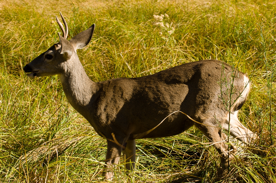 Йосемите, Олень / Yosemite, Deer