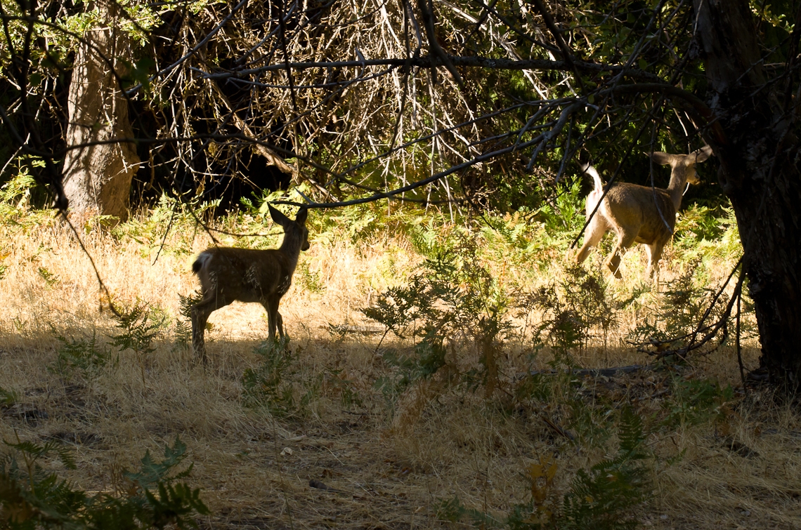 Йосемите, Олень, Олененок / Yosemite, Deer, Fawn, Bambi