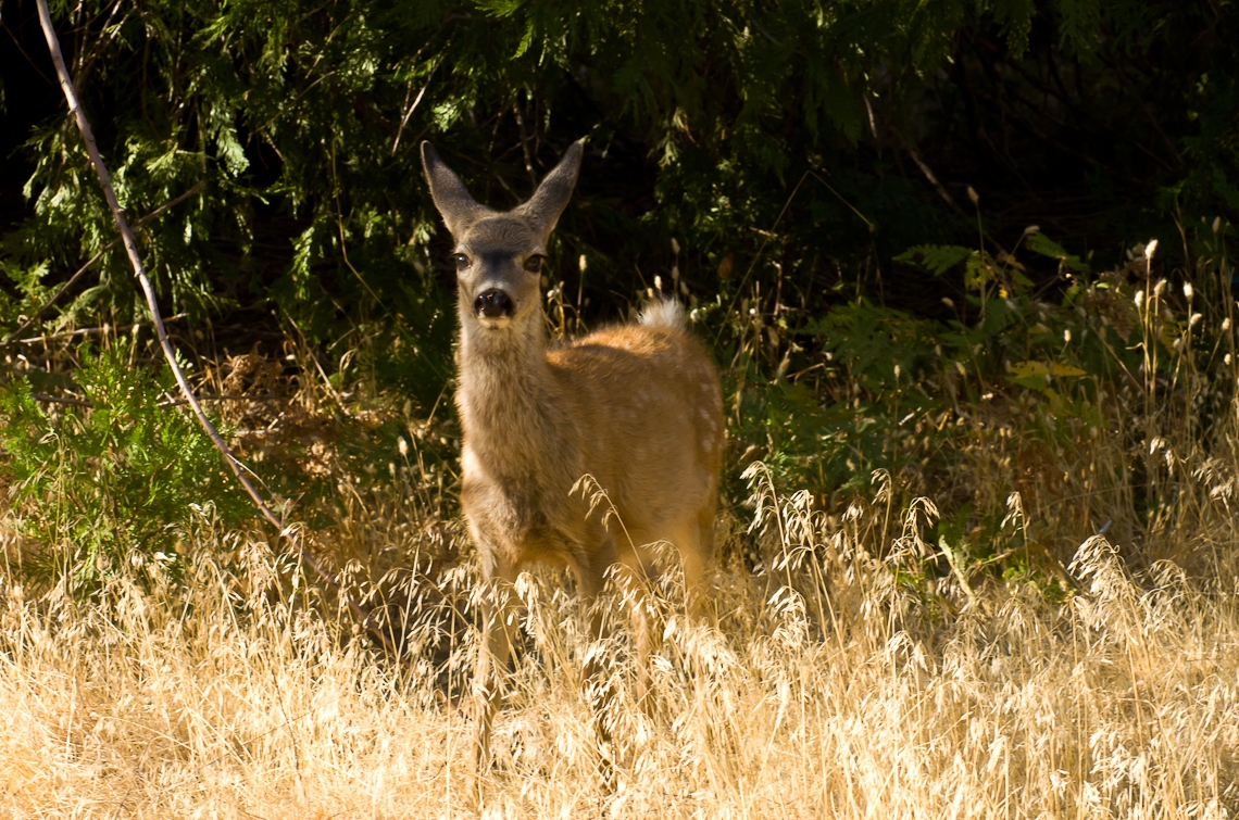 Йосемите, Олень, Олененок / Yosemite, Deer, Fawn, Bambi