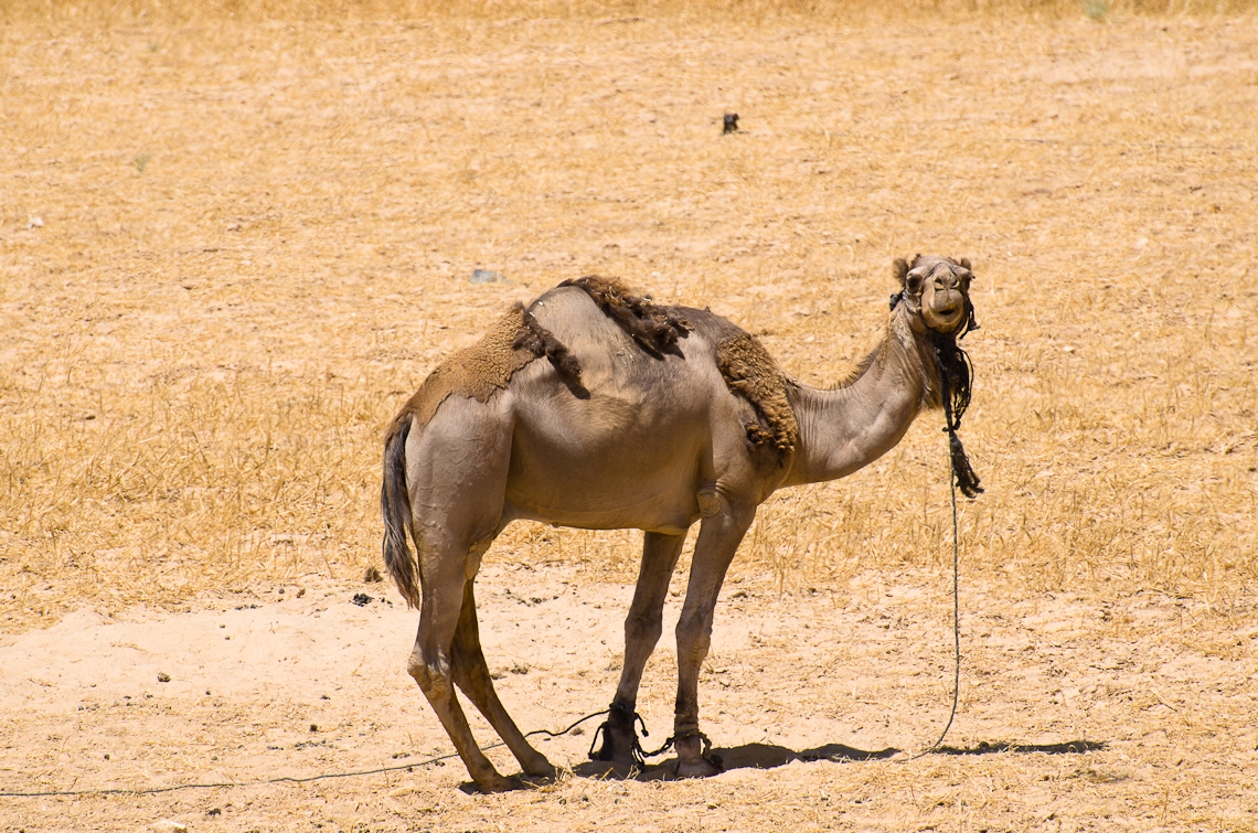 Israel, Camel, Верблюд