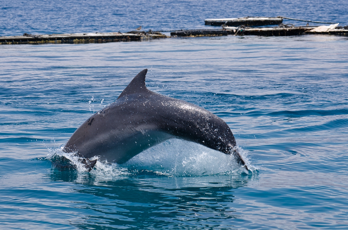 Israel, Eilat, Dolphins, Дельфины