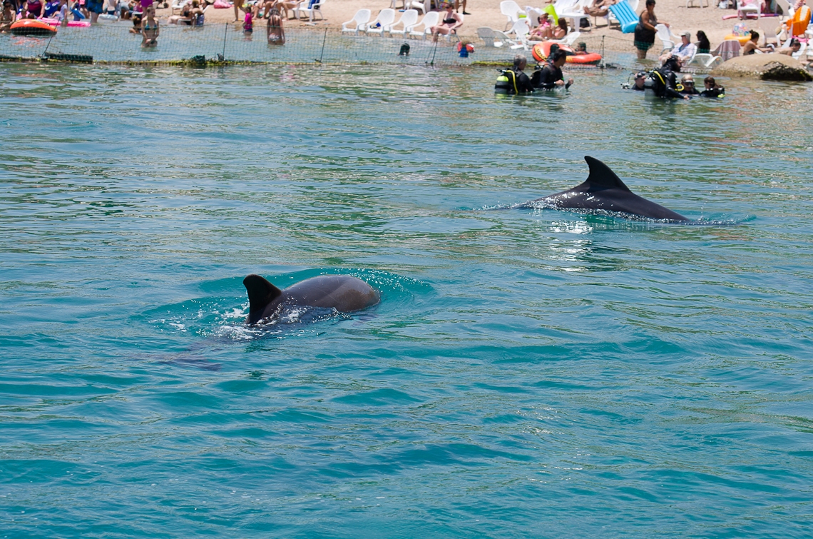 Israel, Eilat, Dolphins, Дельфины