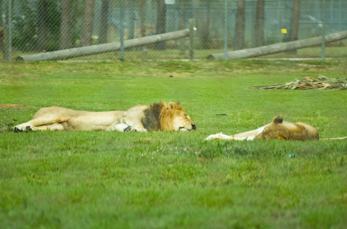 Lion Country Safari, Lions