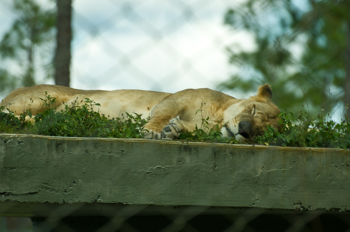 Lion Country Safari, Lion