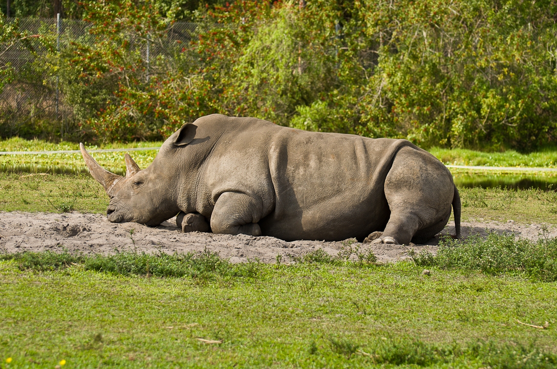 Lion Country Safari, Rhino