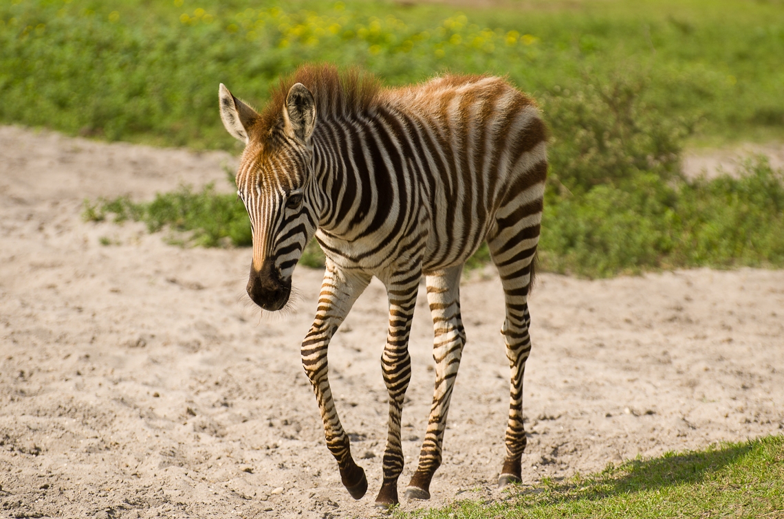 Lion Country Safari, Zebra