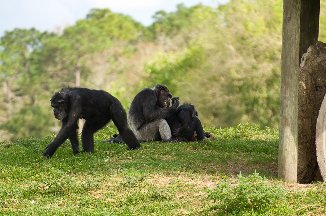Lion Country Safari, Chimpanzee