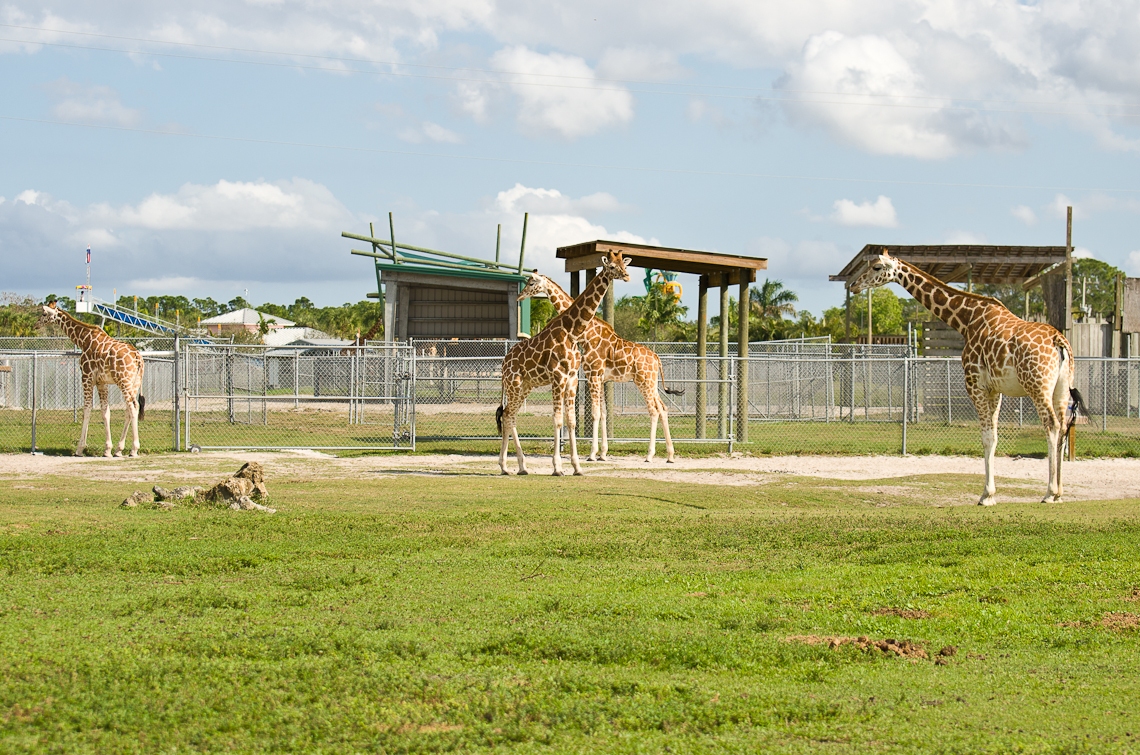 Lion Country Safari, Giraffe