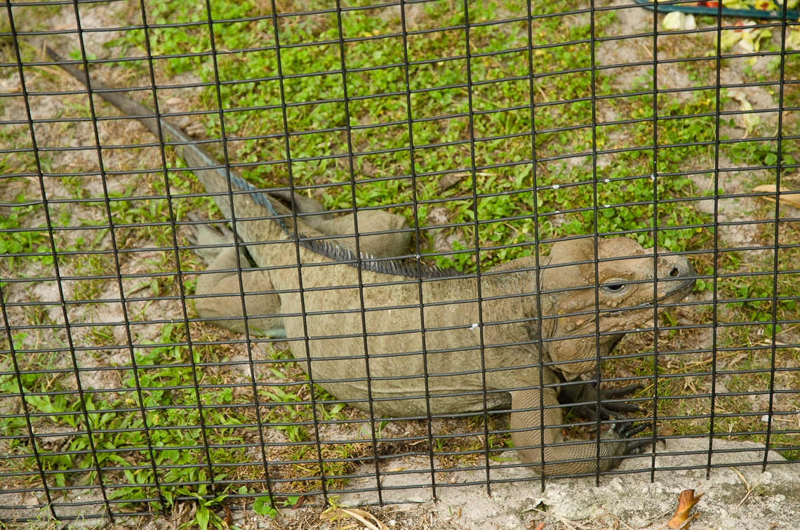 Lion Country Safari, Iguana