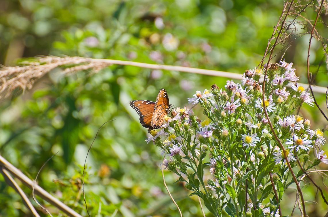 Corkscrew Regional Ecosystem Watershed, Butterfly, Бабочка