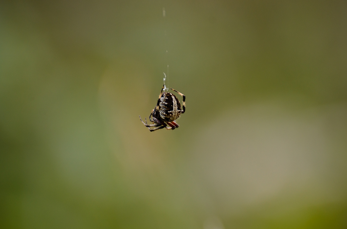 Corkscrew Regional Ecosystem Watershed, Spider, Паук