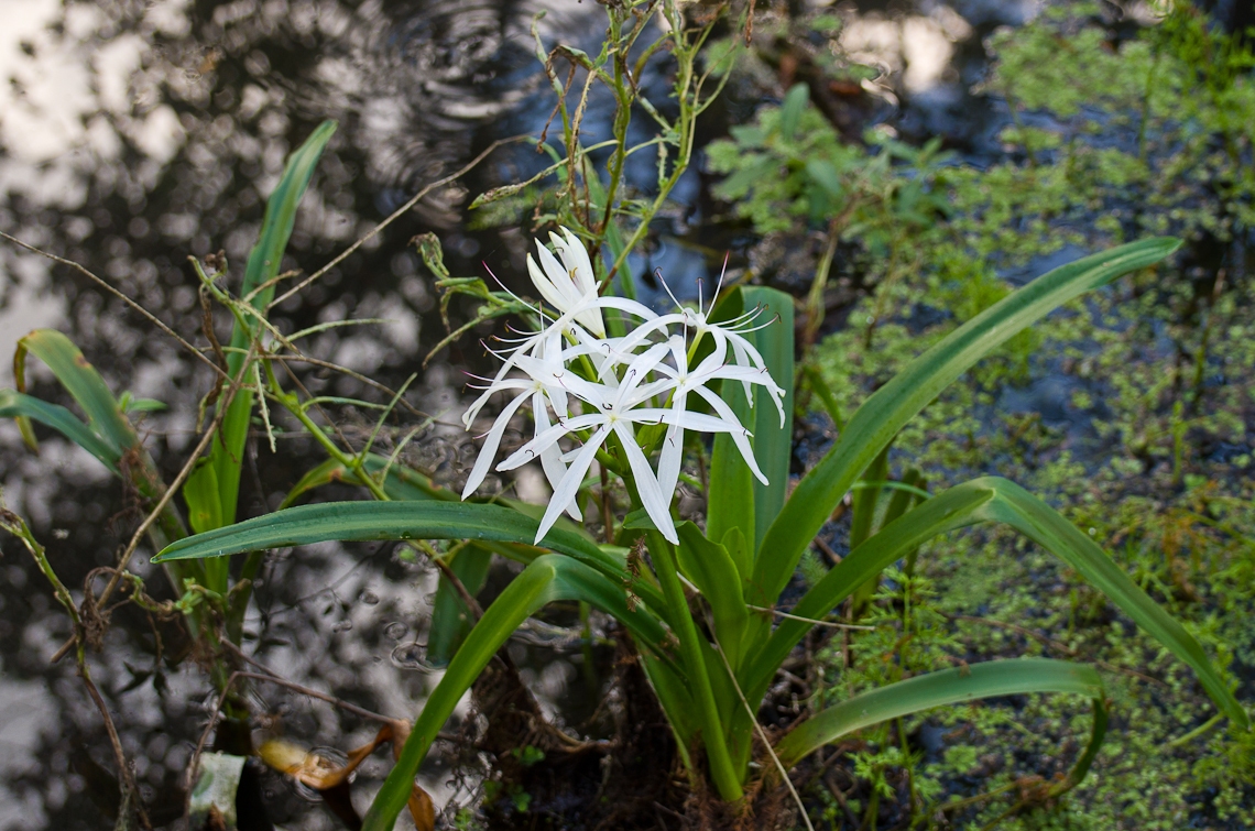 Corkscrew Regional Ecosystem Watershed, Flower, Цветок
