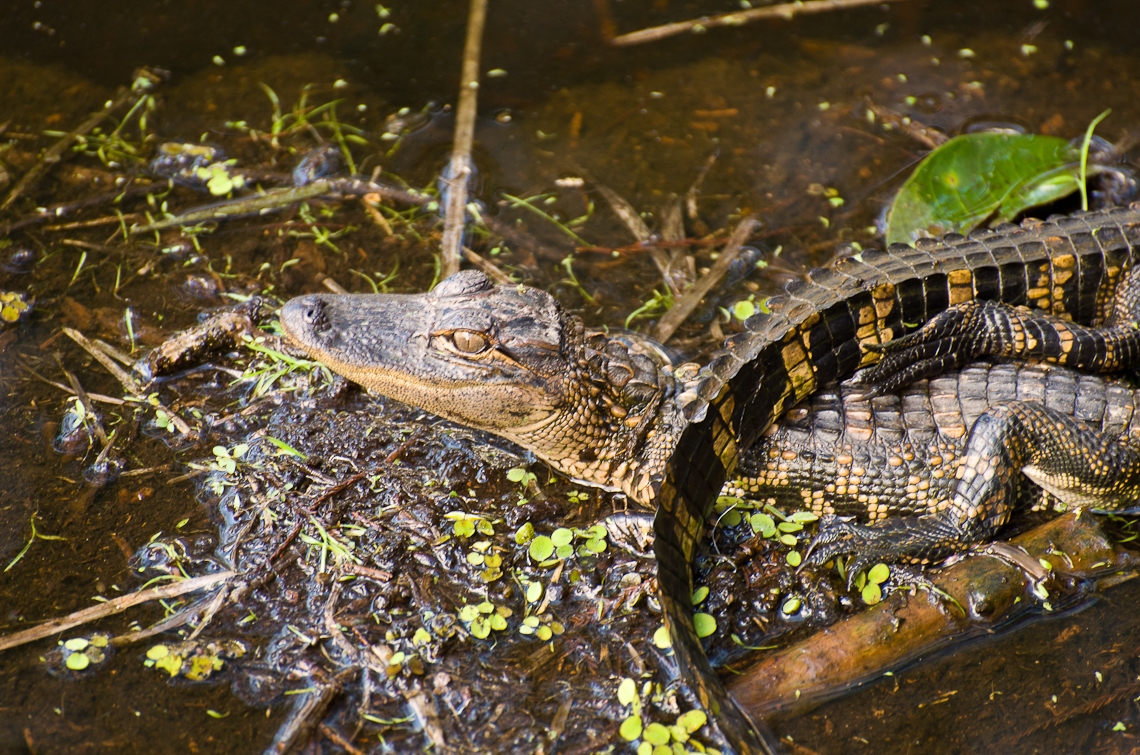 Corkscrew Regional Ecosystem Watershed, Gators, Аллигаторы