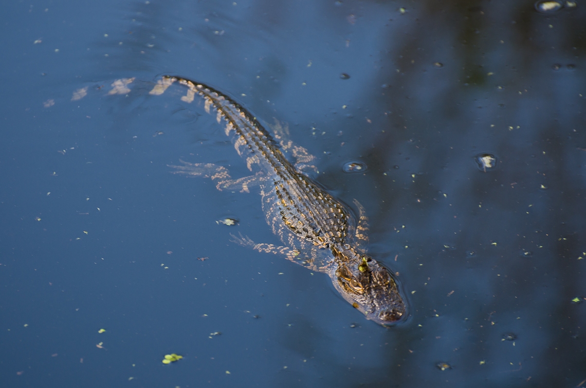 Corkscrew Regional Ecosystem Watershed, Gators, Аллигаторы
