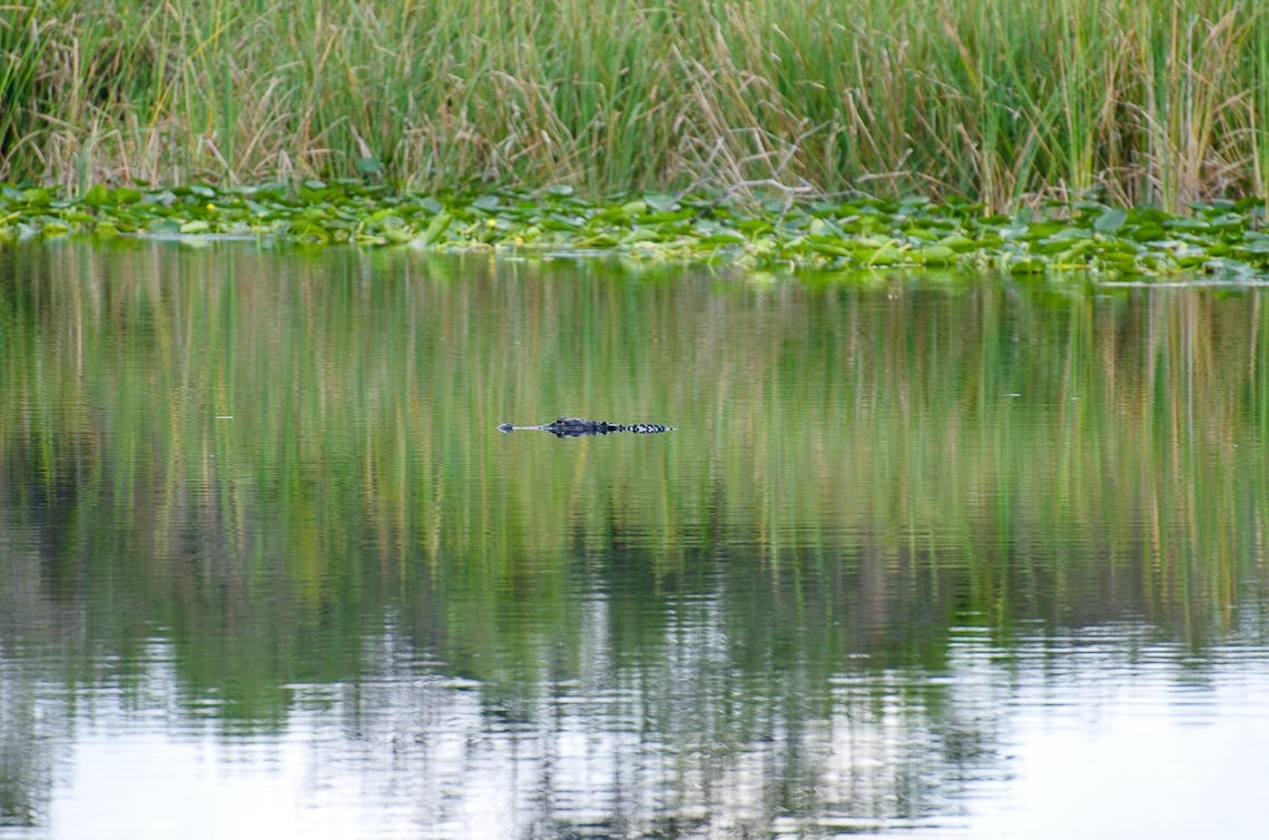 Miami area, American crocodile