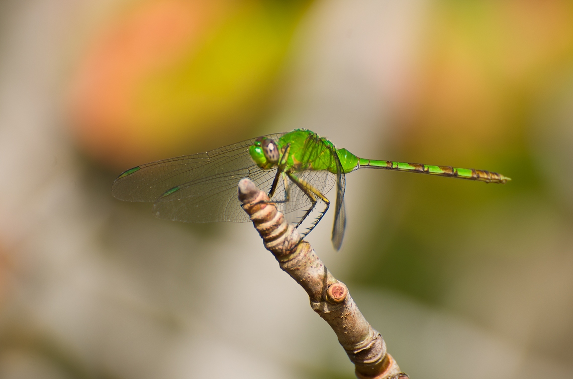 Bill Baggs Cape Florida State Park Dragonfly