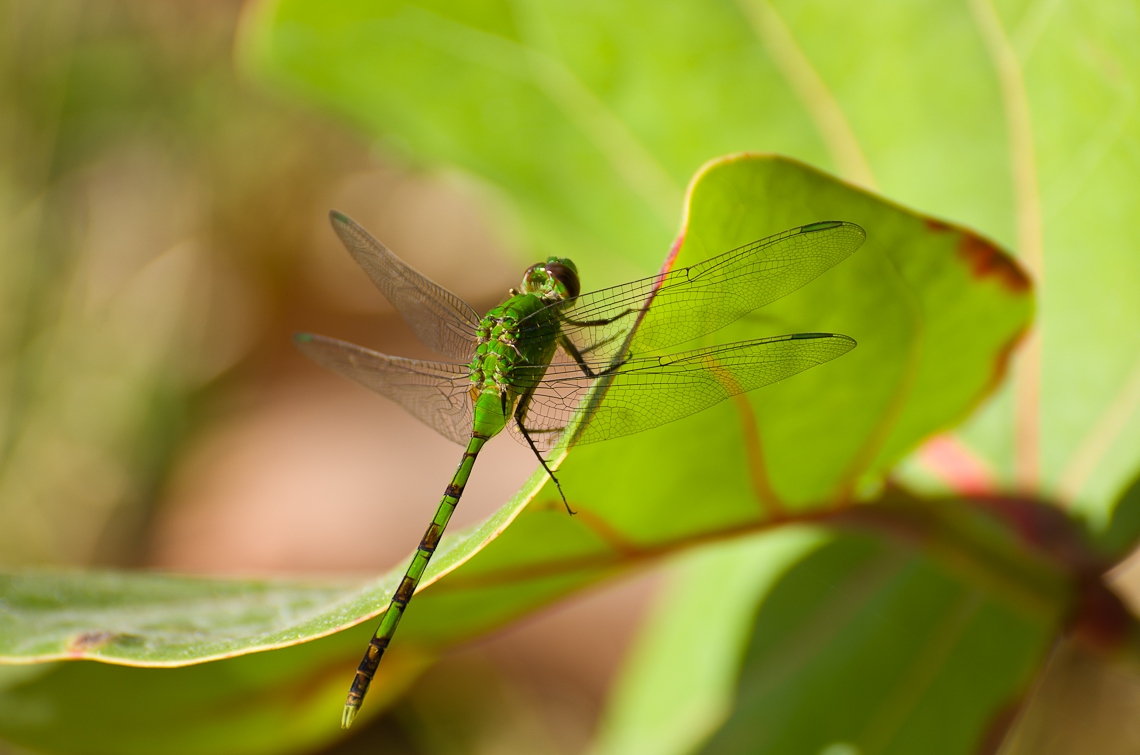 Bill Baggs Cape Florida State Park Dragonfly