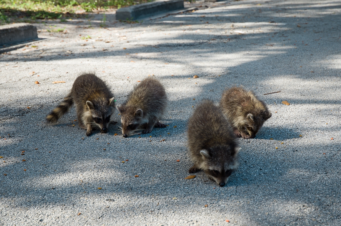 Miami, Greynolds Park, Raccoons