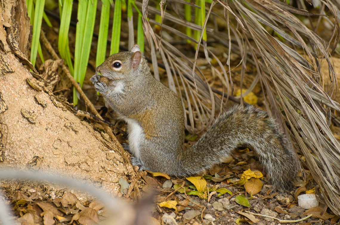 Miami, Zoo, Squirrel