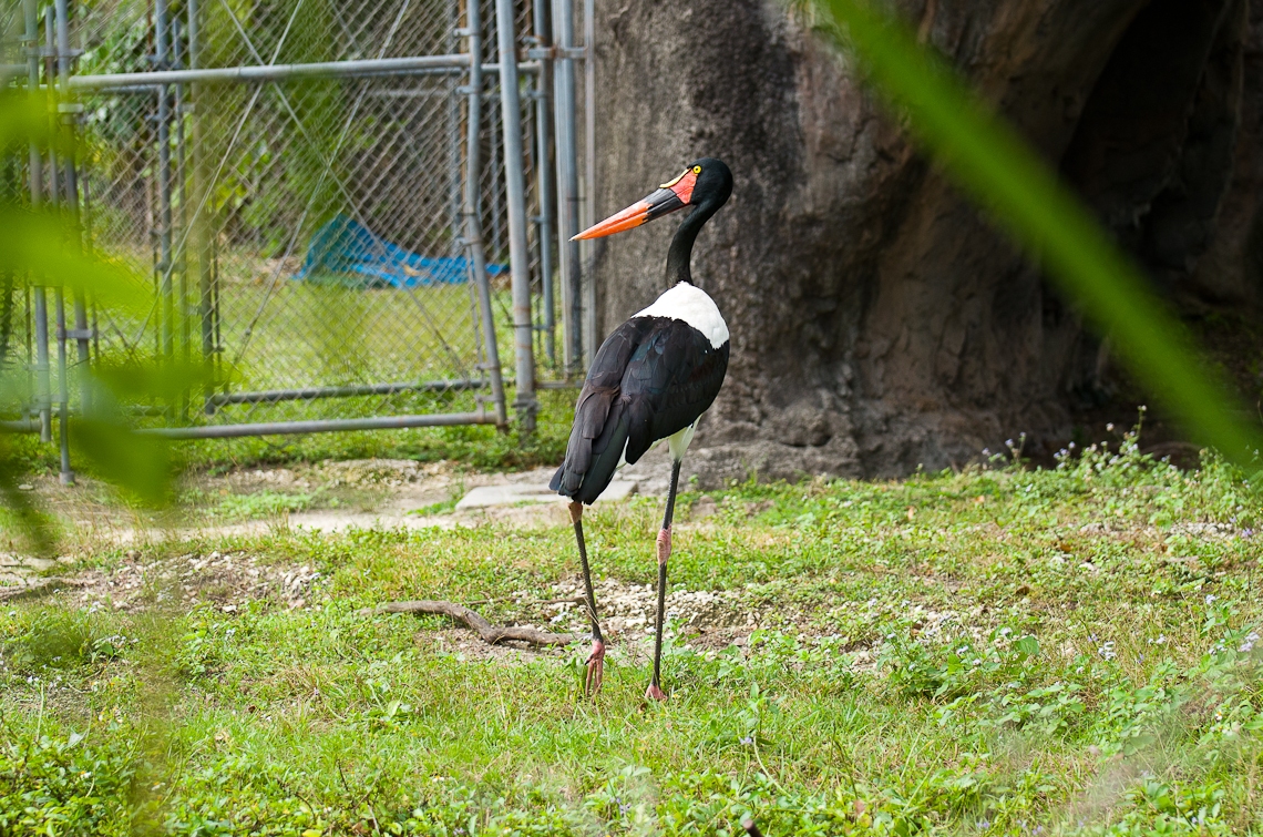 Miami, Zoo