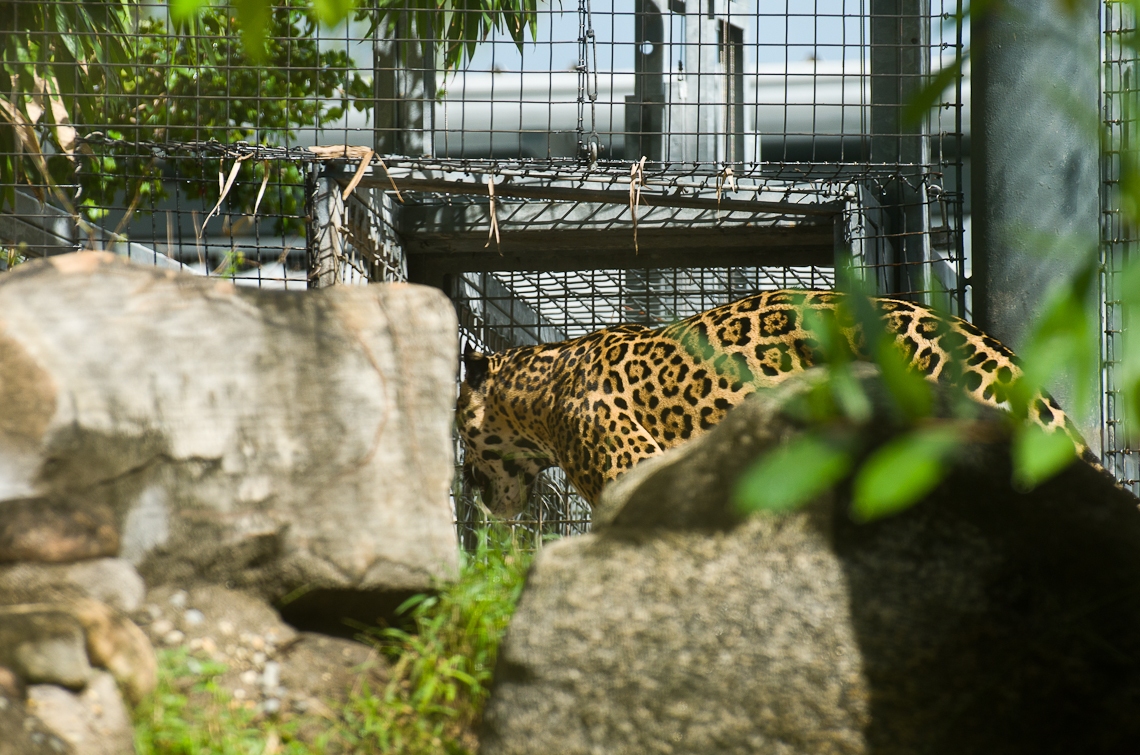 Miami, Zoo, Leopard