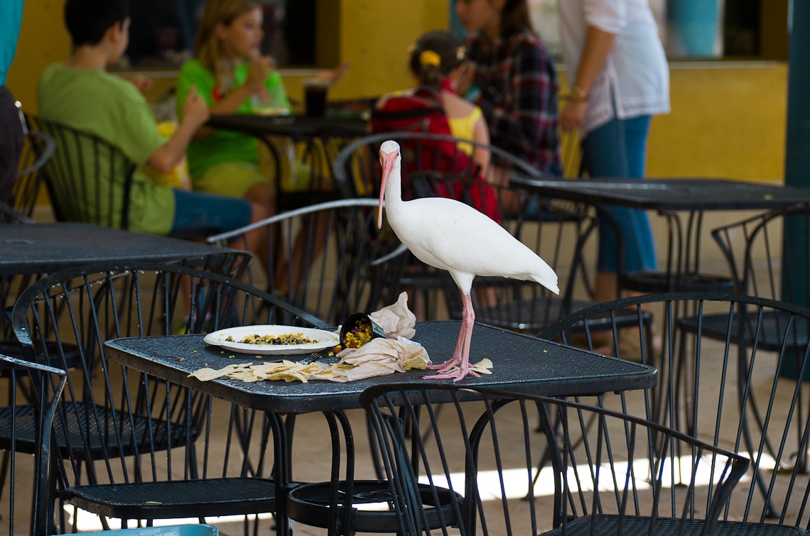 Miami, Zoo, Bird