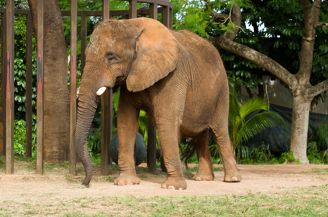 Miami, Zoo, Elephant