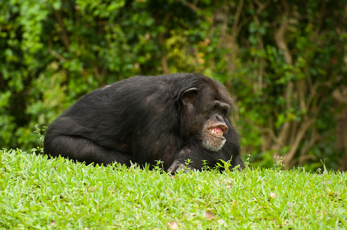 Miami, Zoo, Chimpanzee