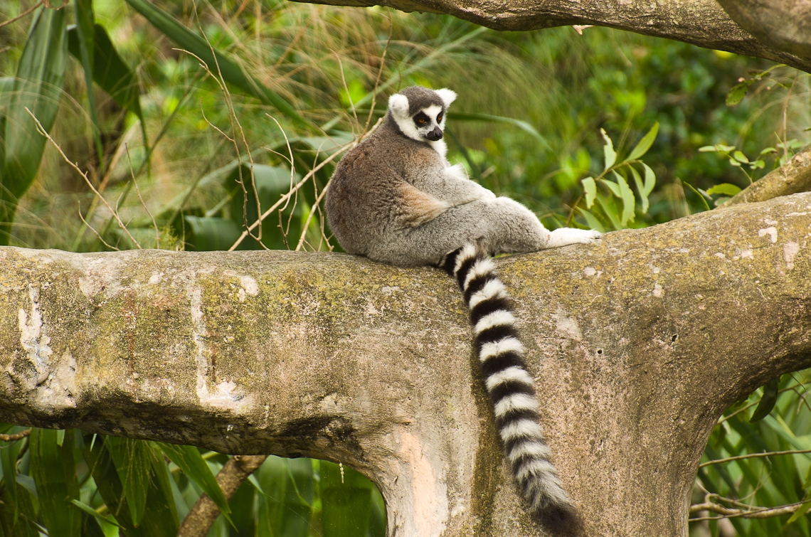 Miami, Zoo, Lemur
