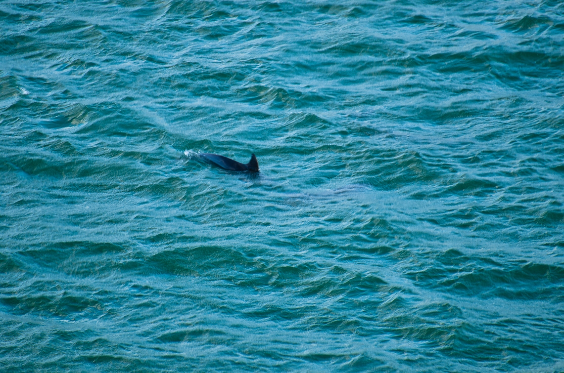 Miami port, Carnival, Dolphin / Дельфин