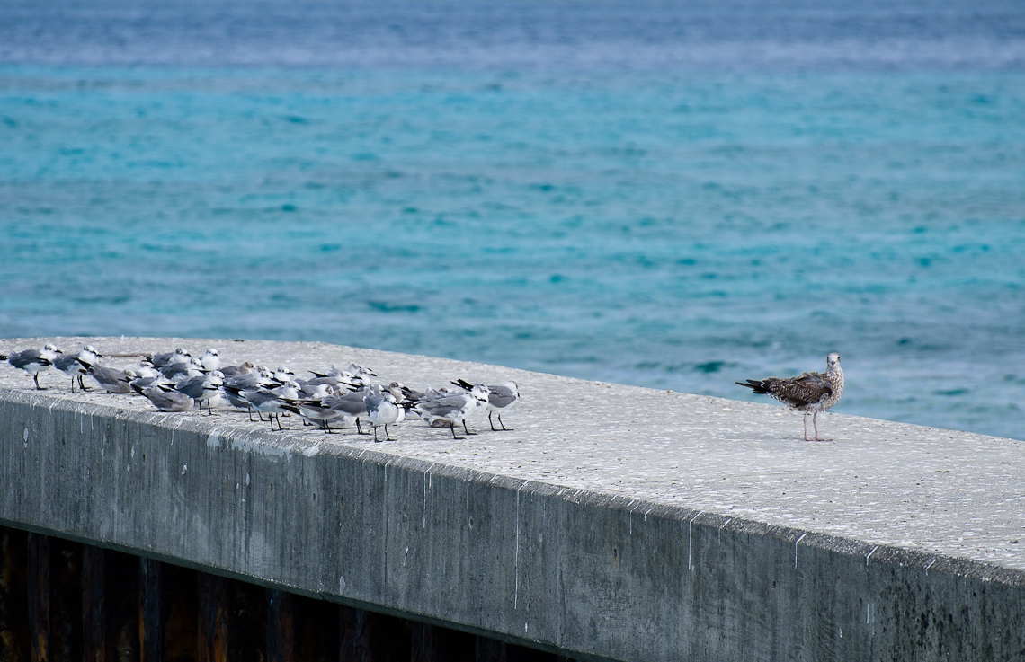 Bahamas, Nassau, Seaguls / Чайки