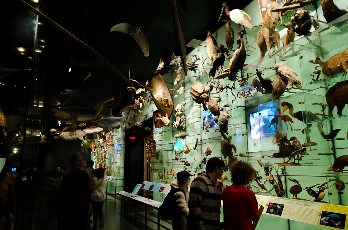 New York, Manhattan, American Museum of Natural History