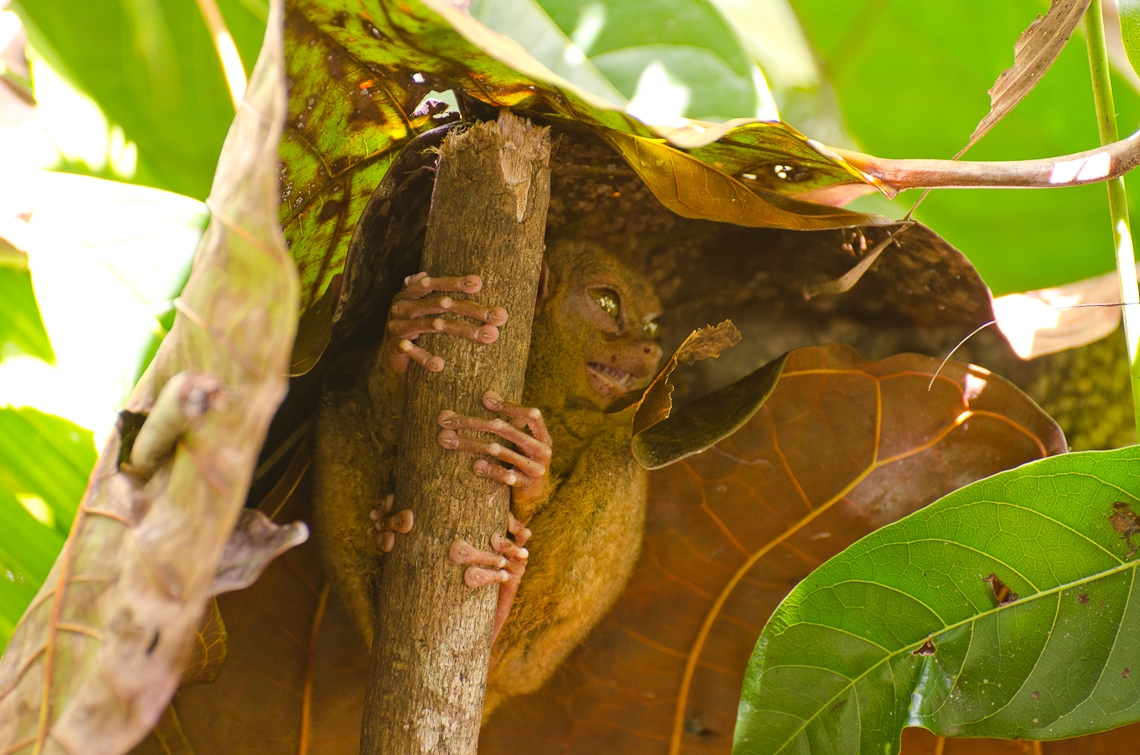 Philippines, Bohol, tarsiers