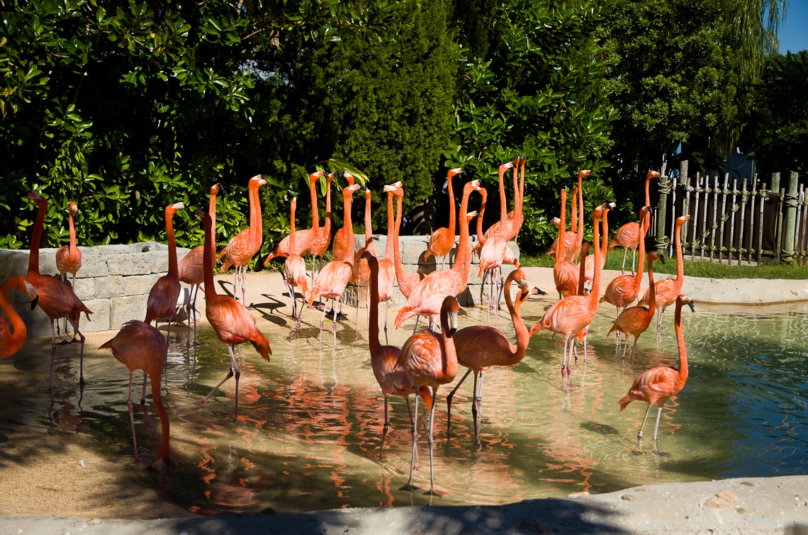 Sea World Orlando, Flamingo / Фламинго
