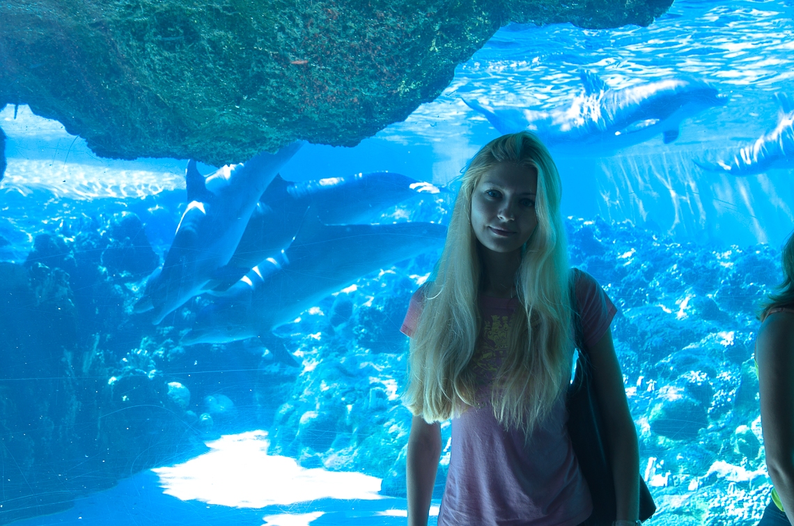 Sea World Orlando, Dolphins/ Дельфины
