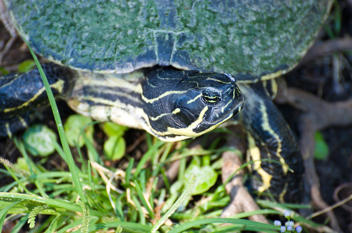 Sea World Orlando, Turtle/ Черепаха