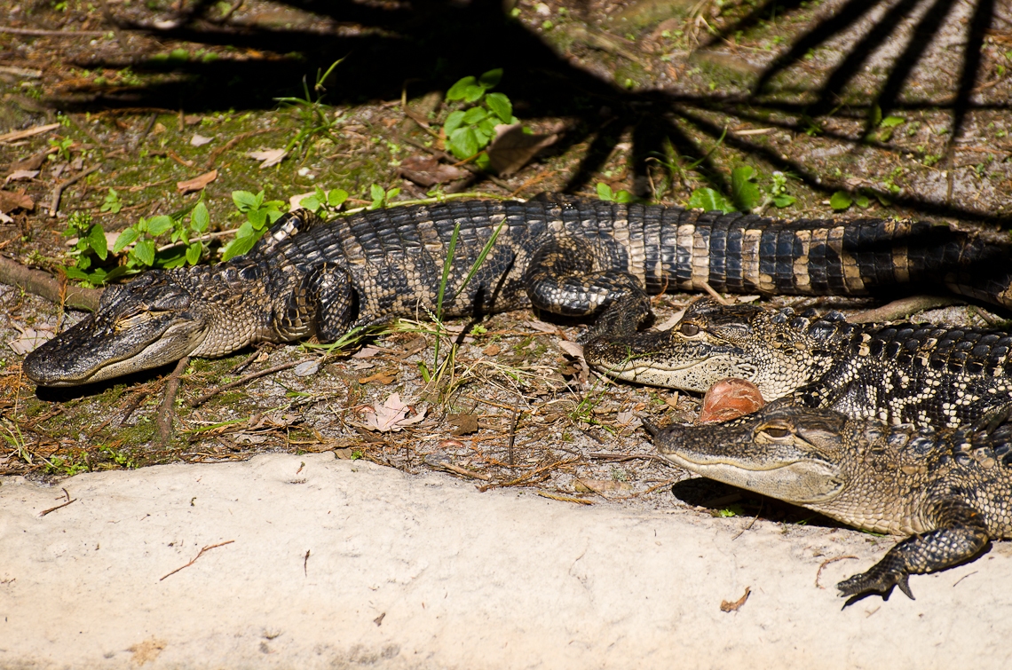 Sea World Orlando, Crocodiles/ Крокодилы