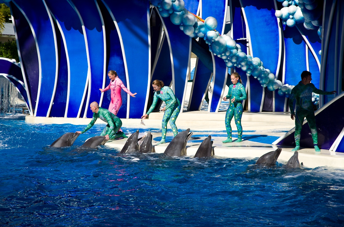 Sea World Orlando, Dolphins/ Дельфины