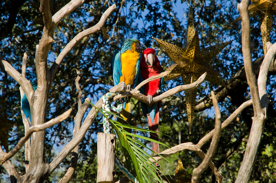 Sea World Orlando, Parrots / Попугаи
