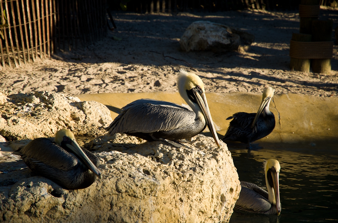Sea World Orlando, Pelicans / Пеликаны