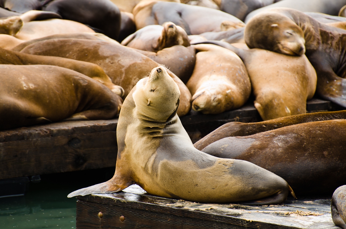 Сан Франциско, Пирс 39, Морские львы / San Francisco, Pier 39, Sea lion