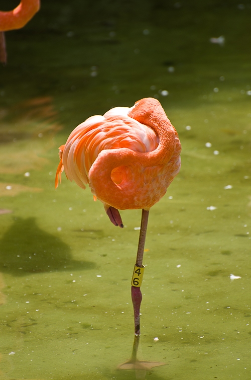 Flamingo, Фламинго