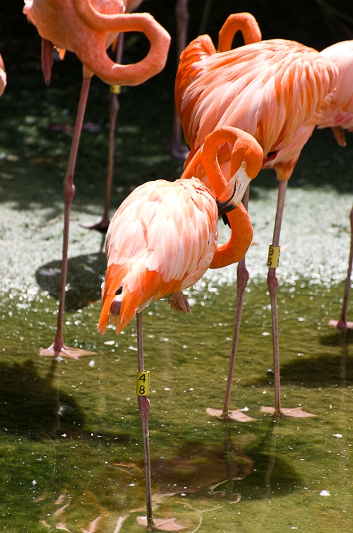 Flamingo, Фламинго