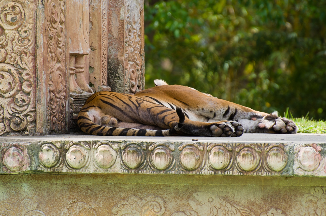 Tiger, Тигр