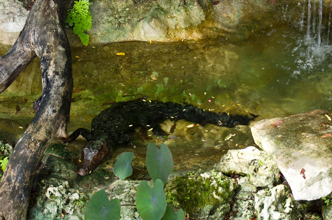 Cuban Crocodile, Кубинский крокодил